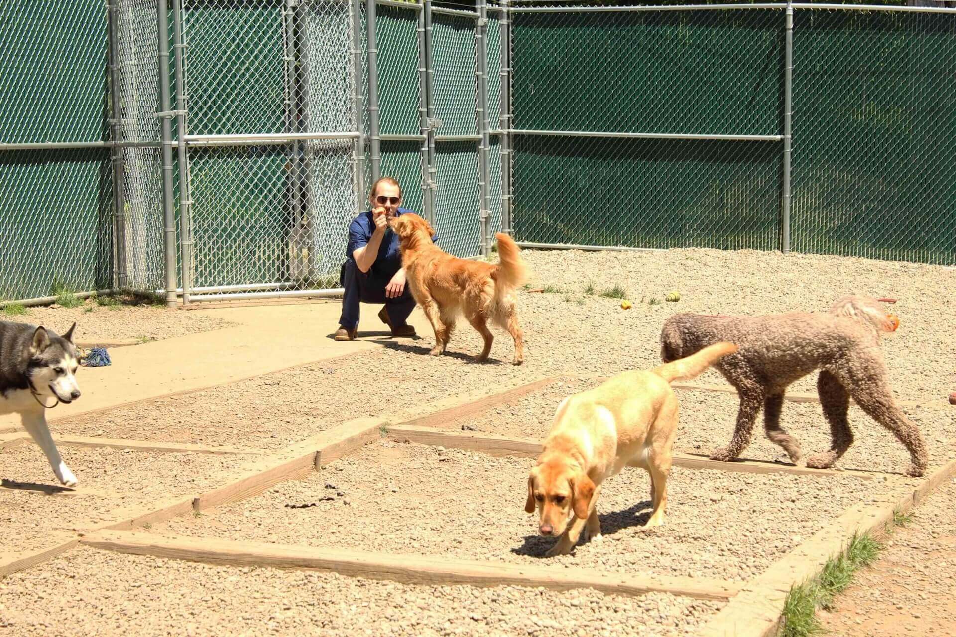 Emergency veterinarian in Rexford