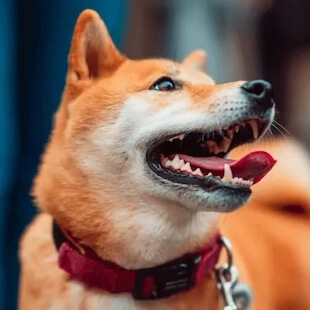Pet Dental Care in Rexford