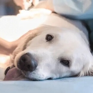 Pet Surgery in Rexford