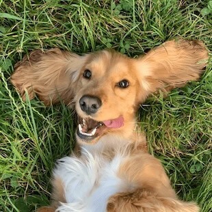 Pet Wellness Care in Rexford