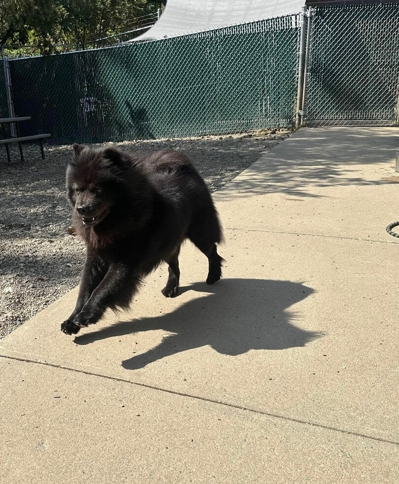 Dog Running at Daycare