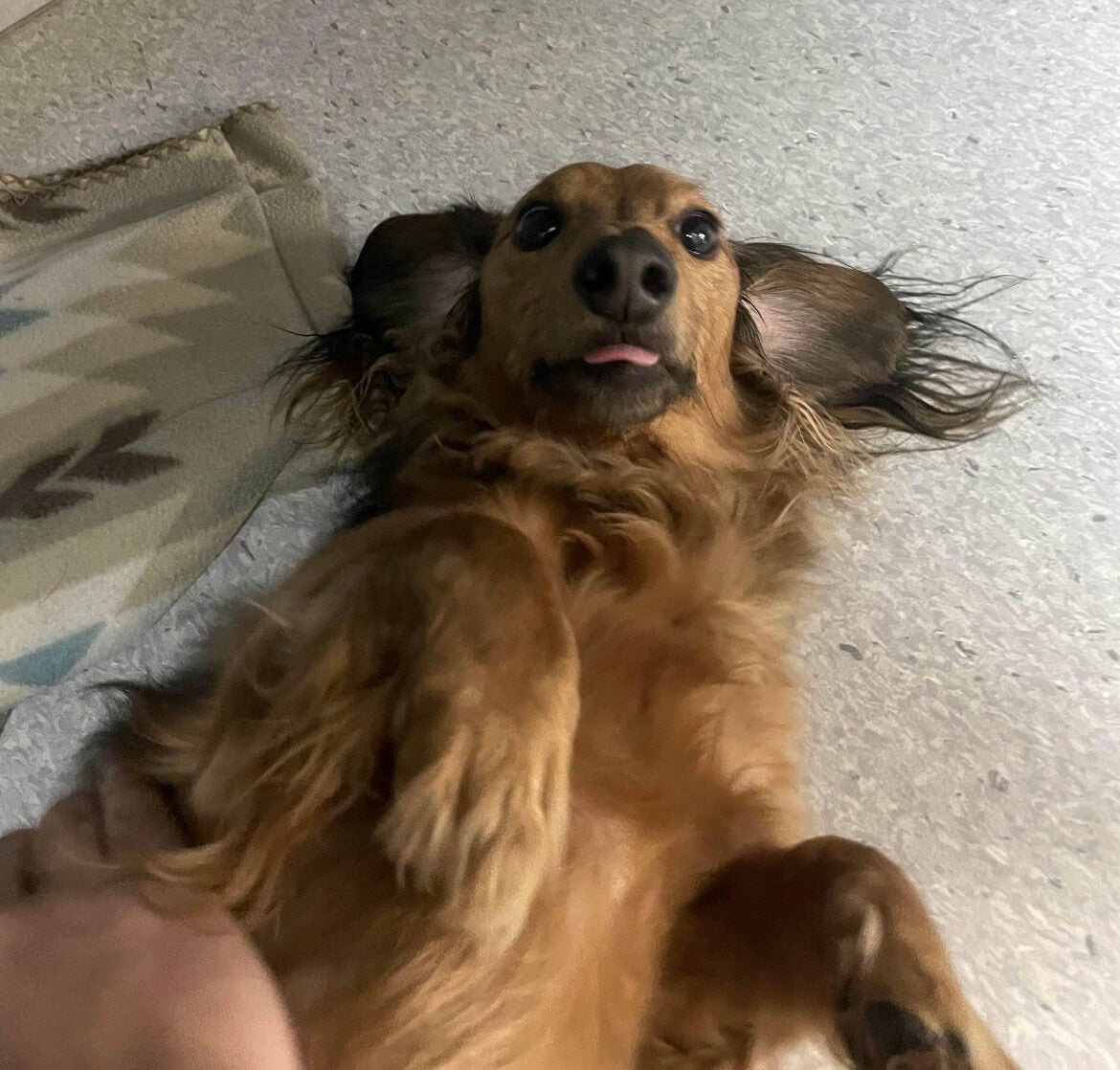 Dog Boarding Clifton Park