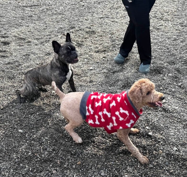 Dogs Playing at Daycare