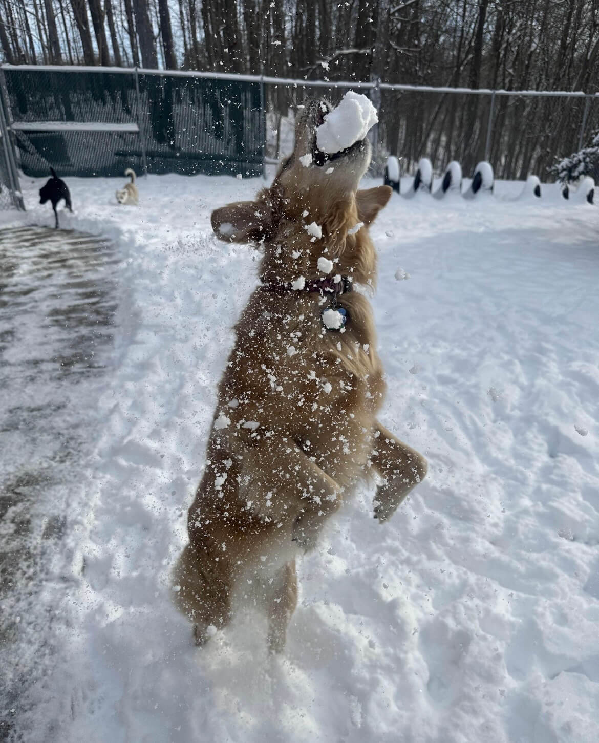 DogDaycare Snowball
