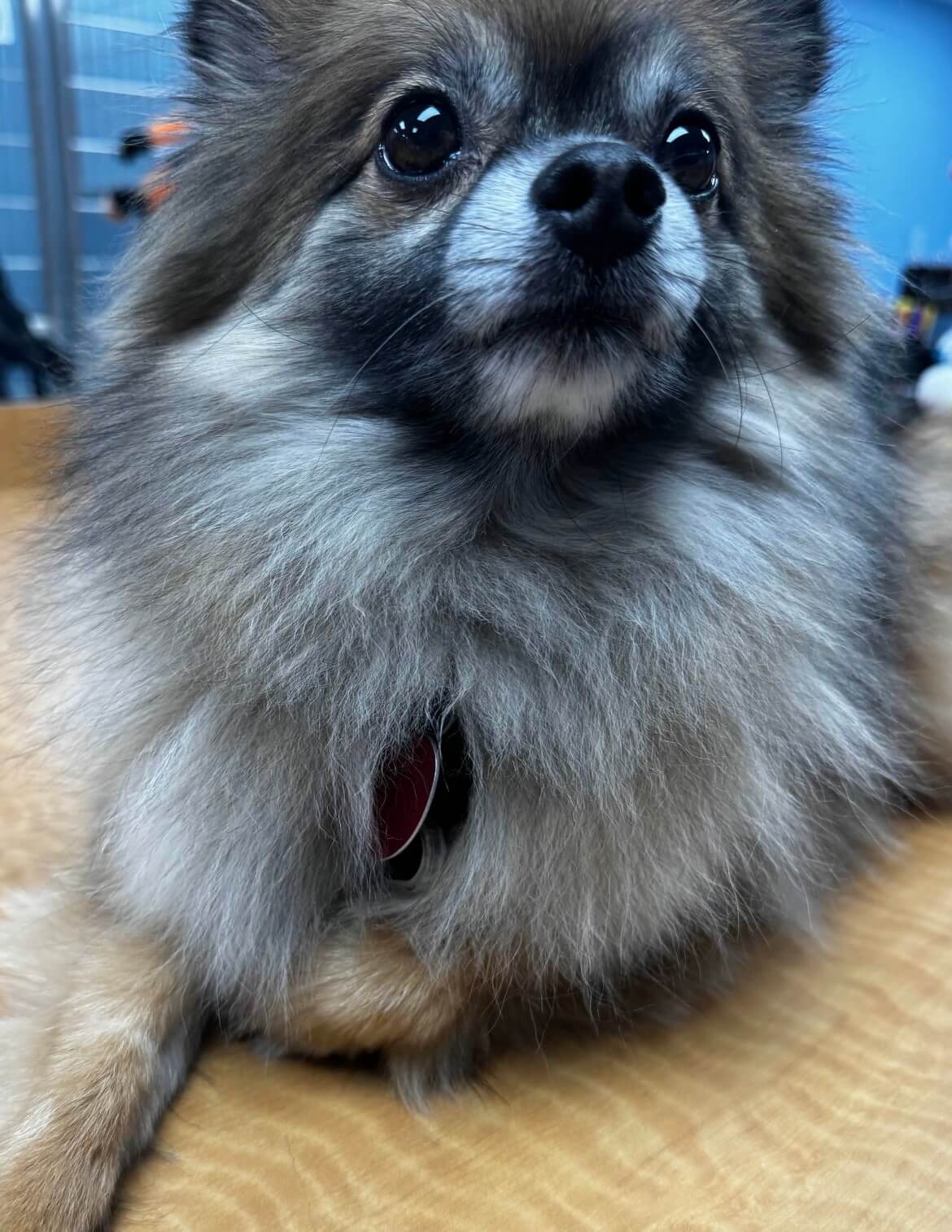 Dog Boarding Rexford