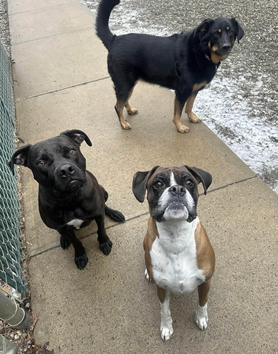 Dog Boarding Niskayuna