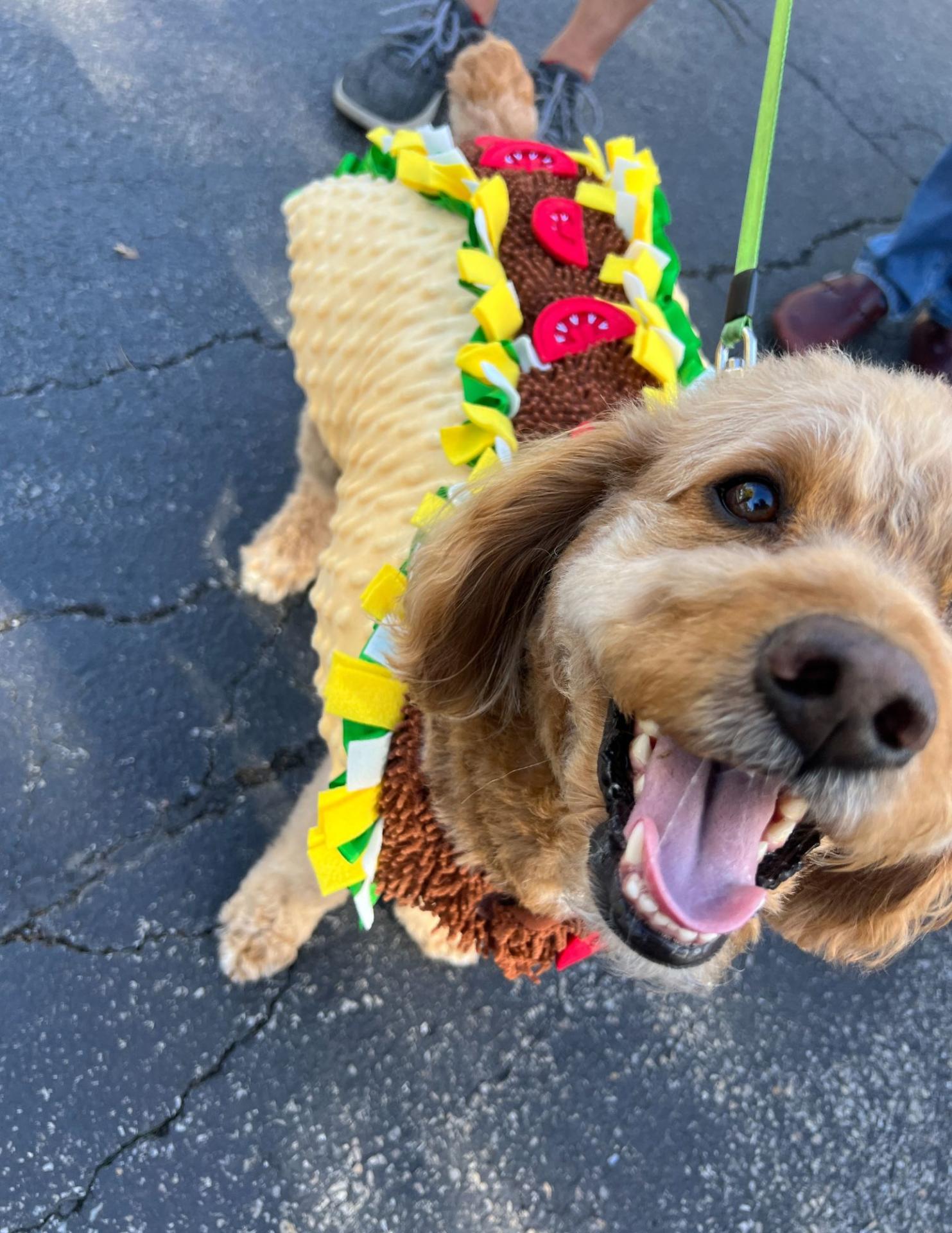 Halloween Spooktacular Event