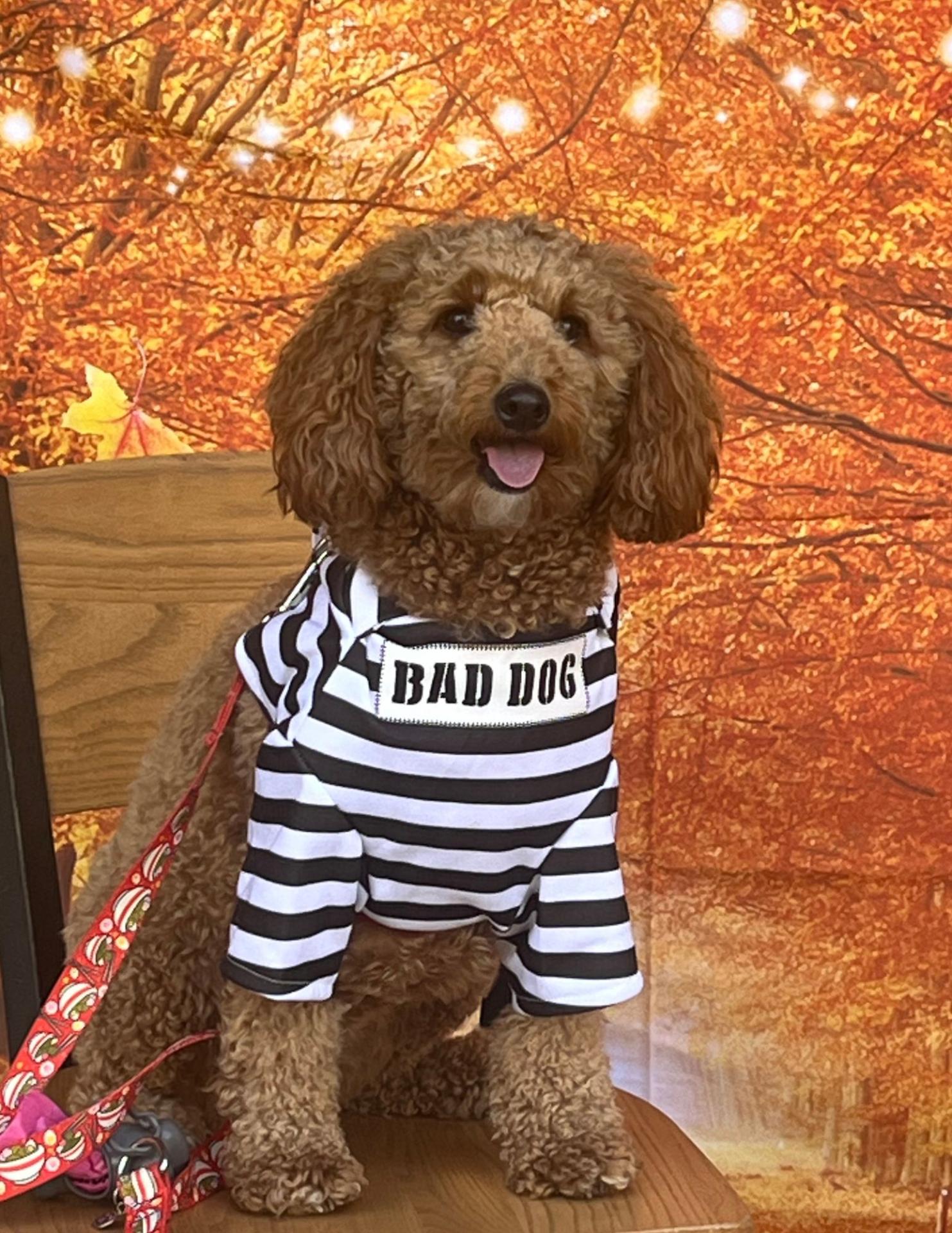 Halloween Spooktacular