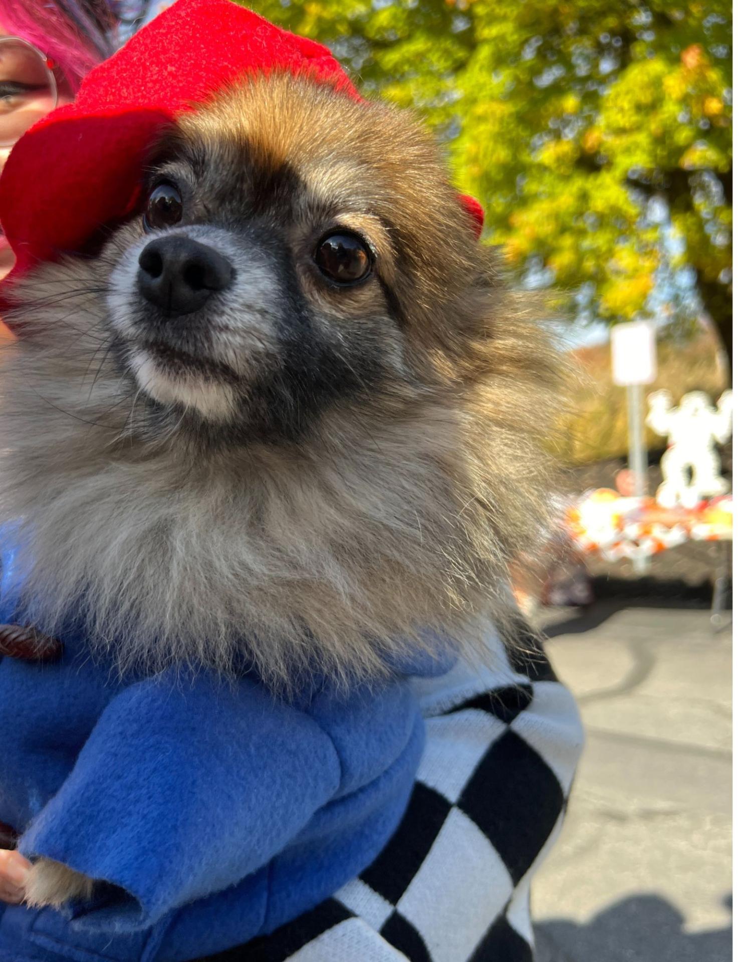 Halloween Spooktacular Event