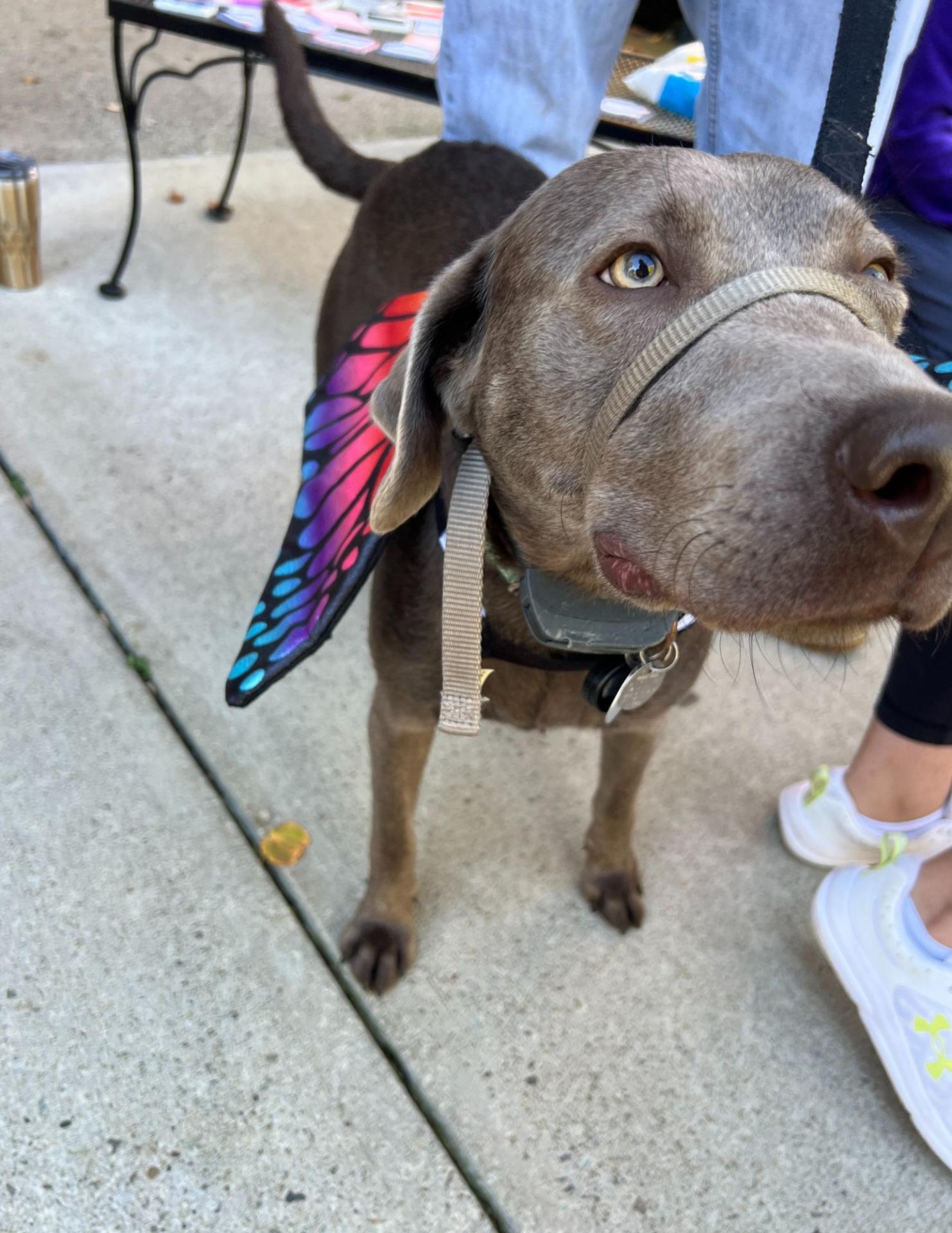 Halloween Spooktacular Event