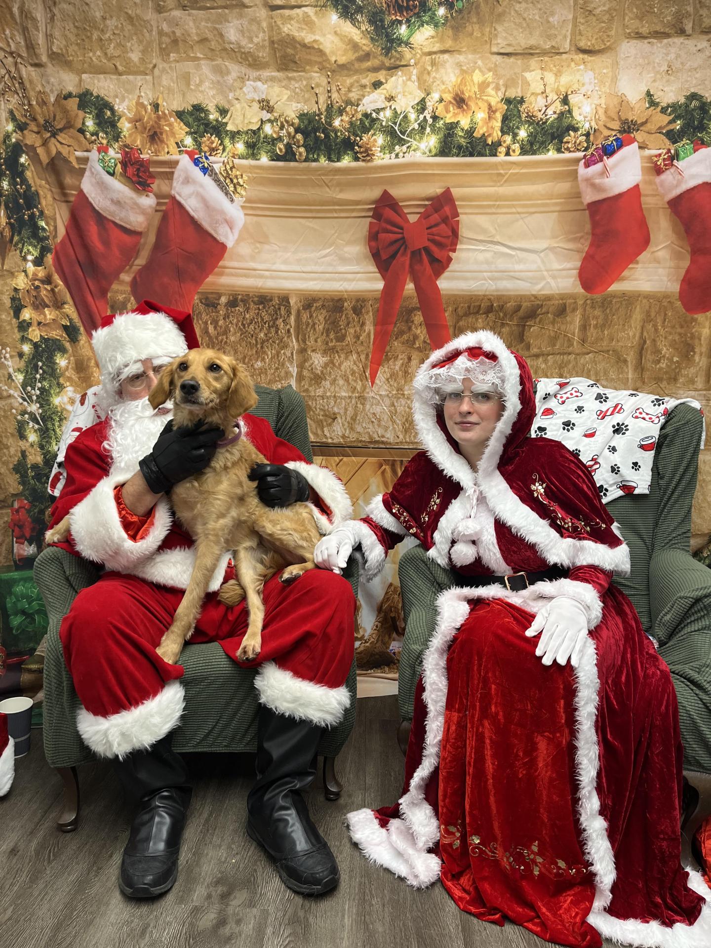 Dog Pictures with Santa
