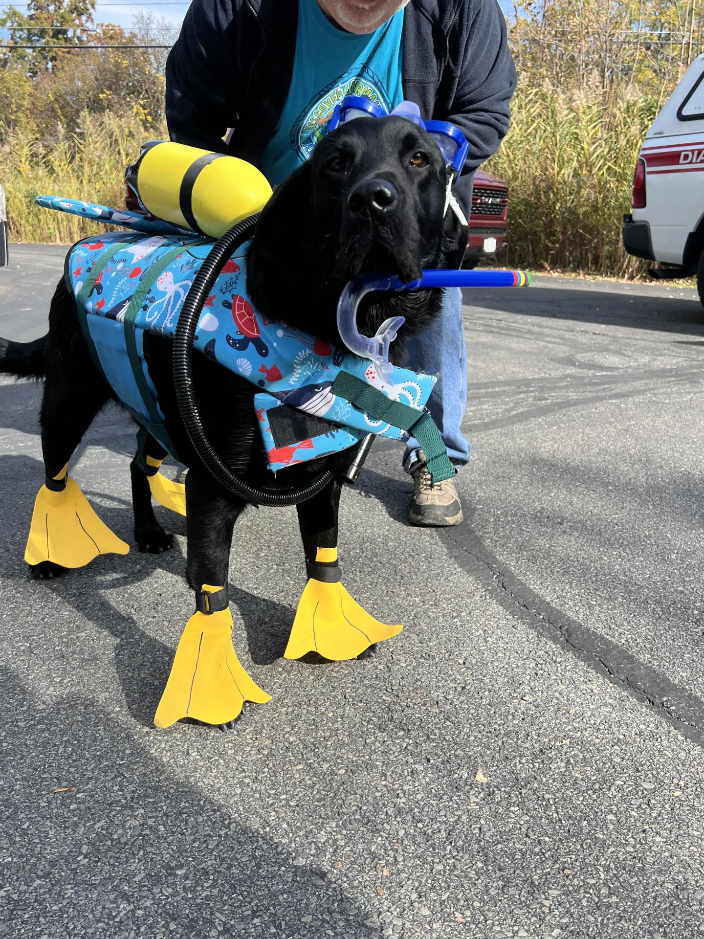 Dog in Halloween Costume