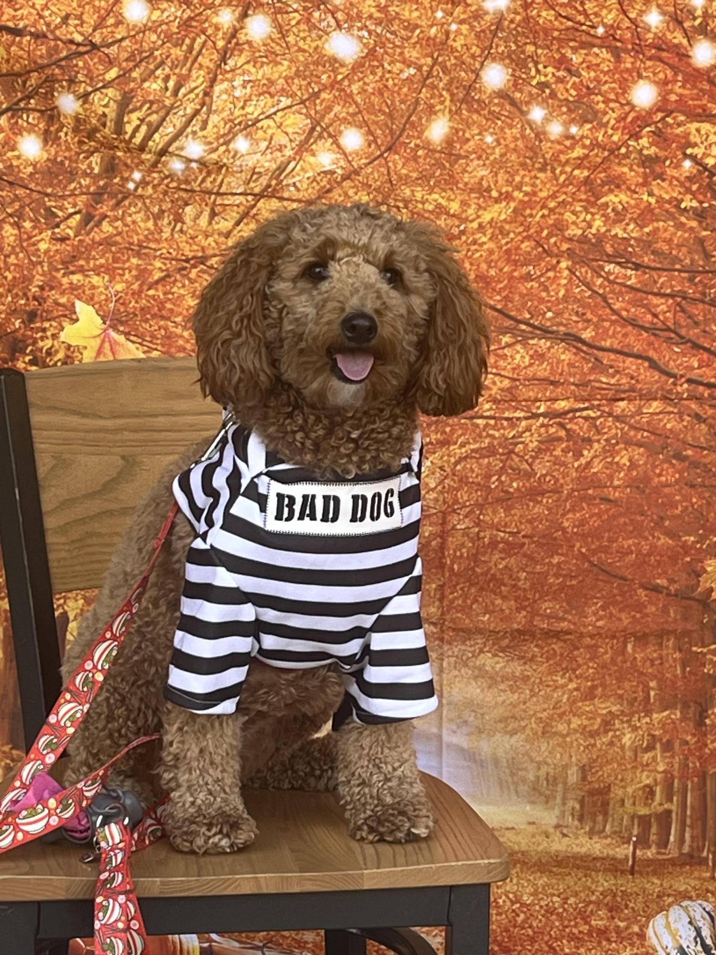 Dog in Halloween Costume