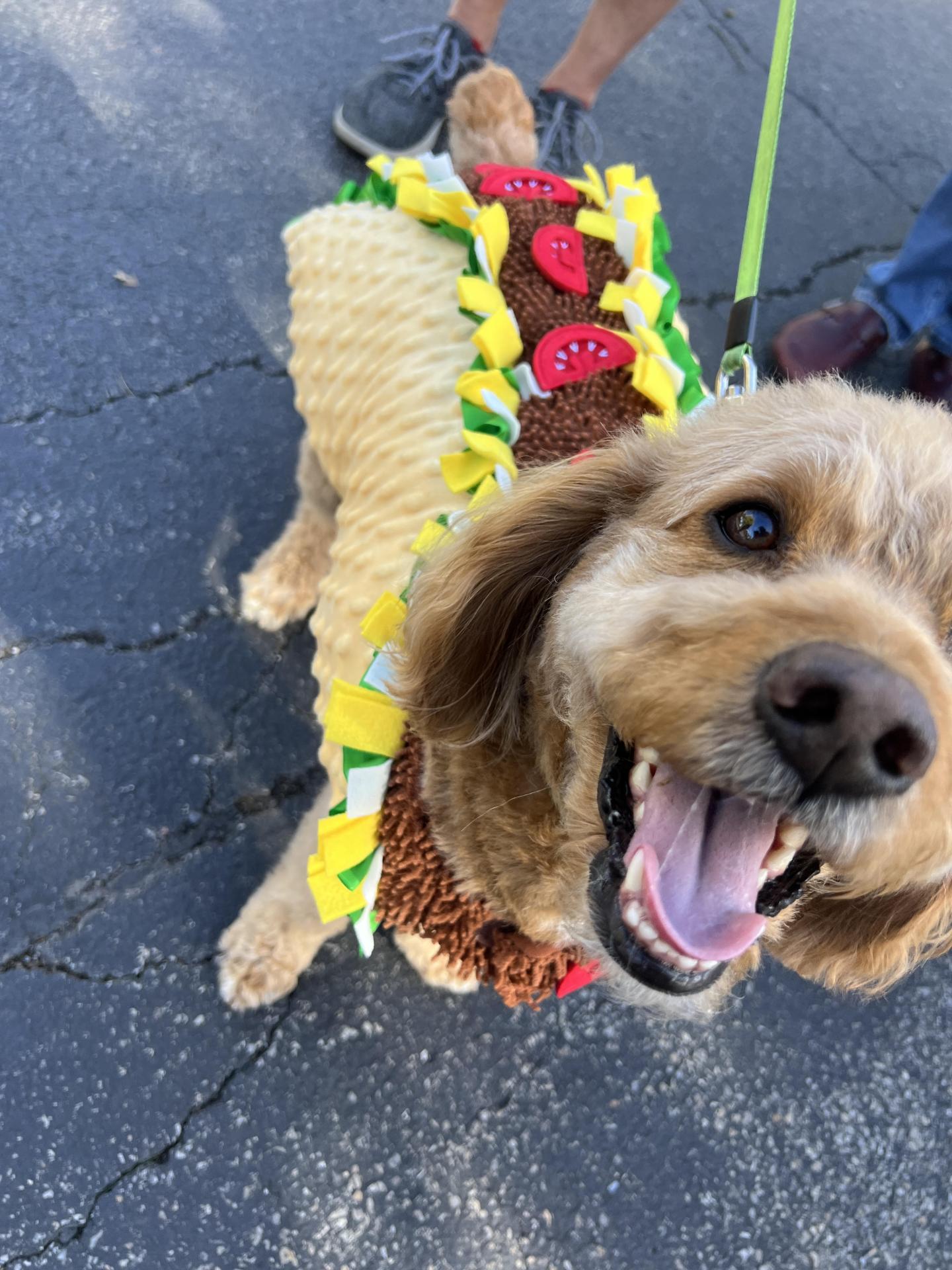 Dog in Halloween Costume