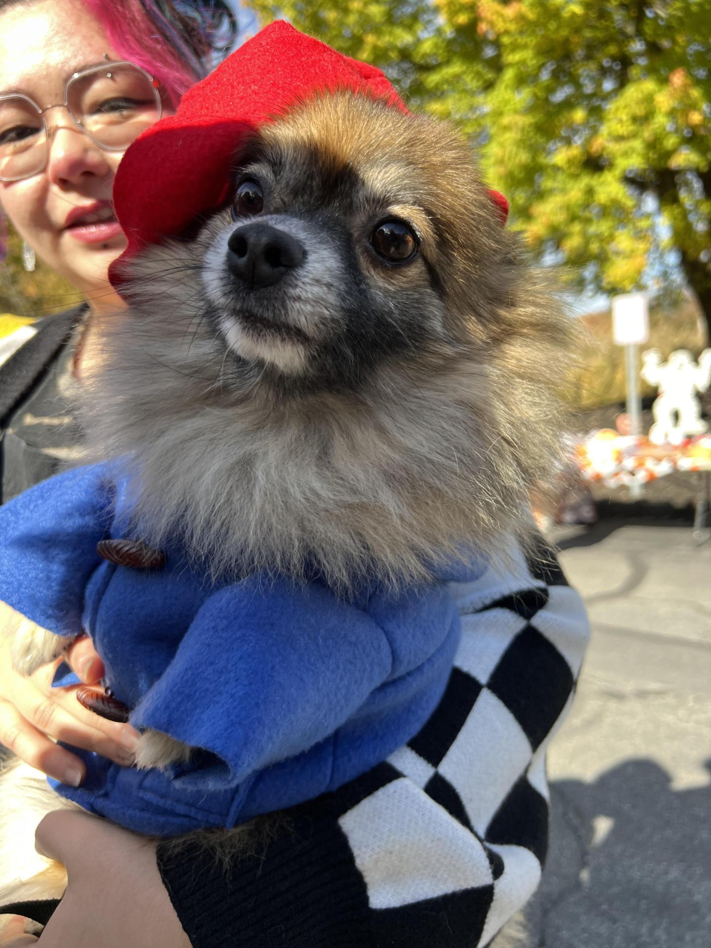 Dog in Halloween Costume