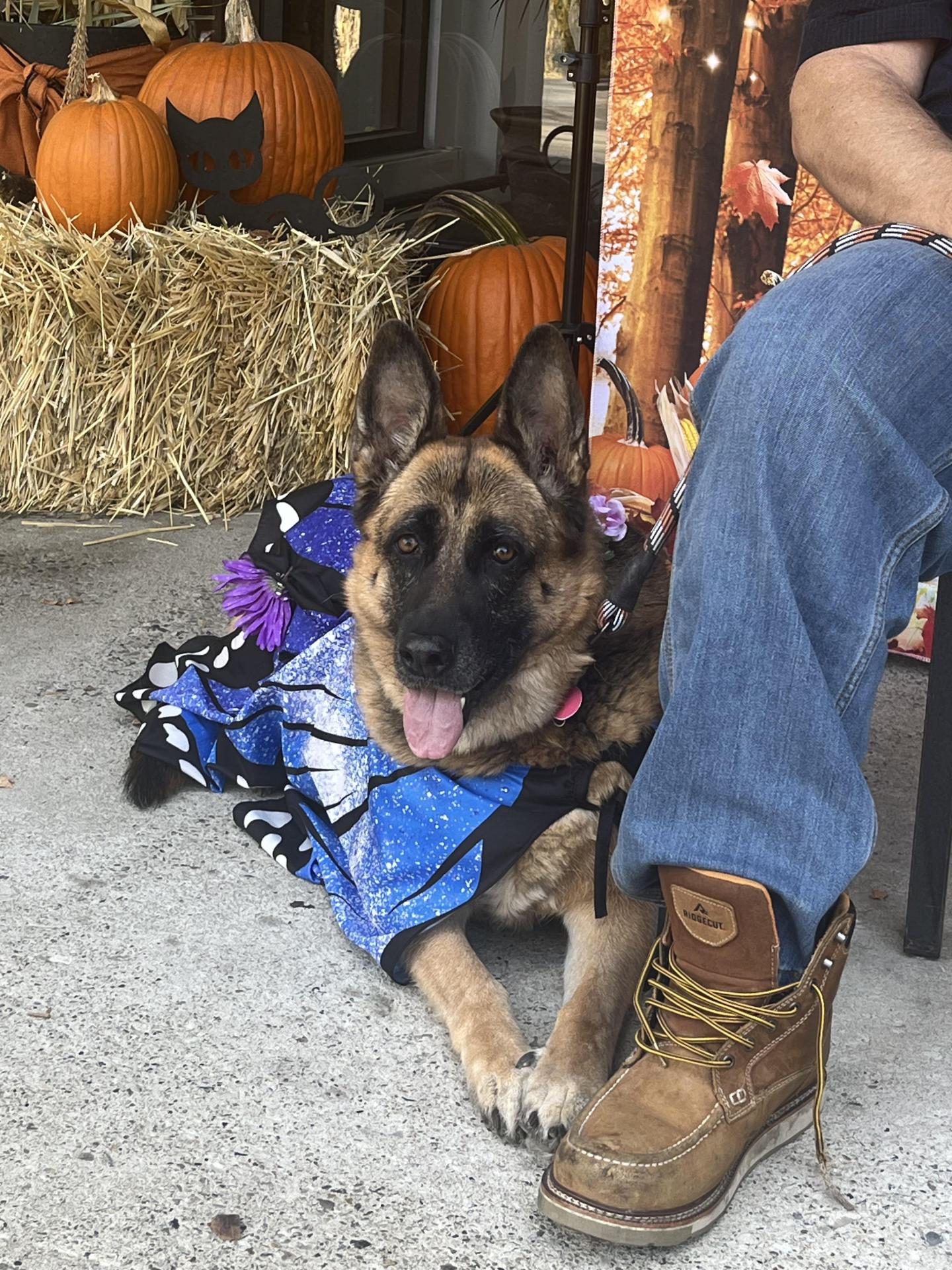 Dog in Halloween Costume