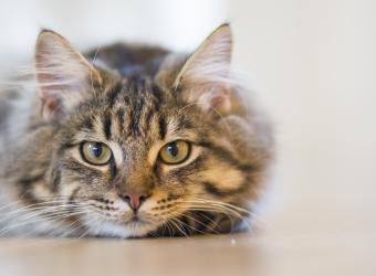 4 Types of Cat Cancer and Their Common Symptoms