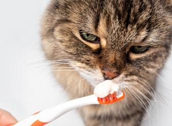 How to Prevent Unnecessary Pain With Proper Cat Dental Care