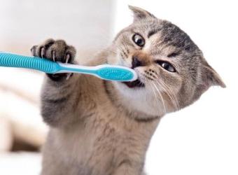 National Pet Dental Health Month: Caring For Your Cat's Teeth