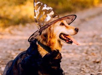 No Tricks, All Treats! Helping Your Senior Pet Have a Happy Halloween