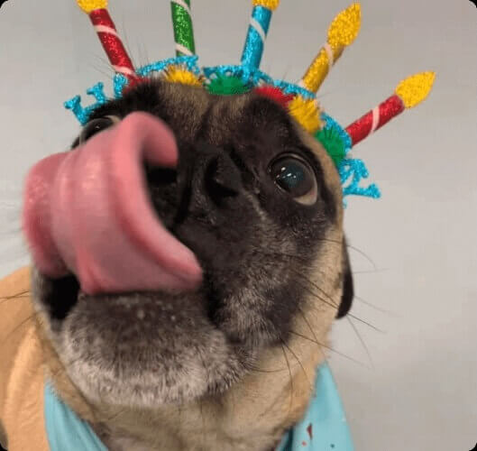 decor image on Aqueduct Animal Hospital